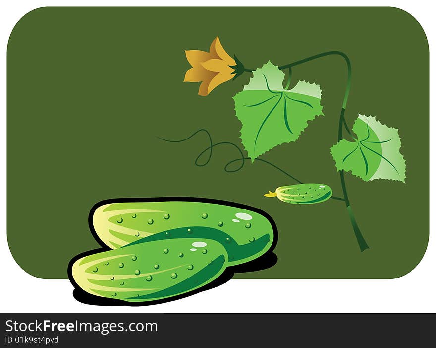 Vector color illustration of a cucumber.