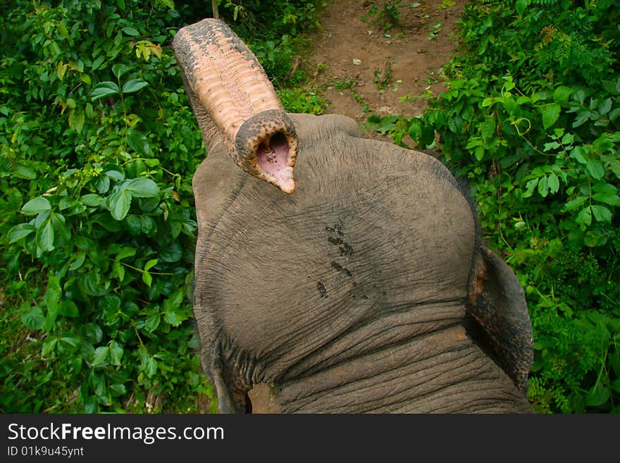 Picture taken on top of an elephant, view of his head and trunk. Picture taken on top of an elephant, view of his head and trunk