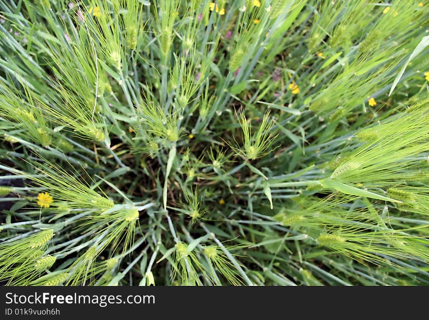 Wheat Field