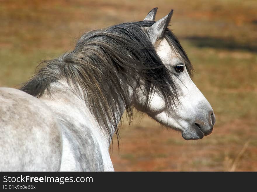 Grey Pony