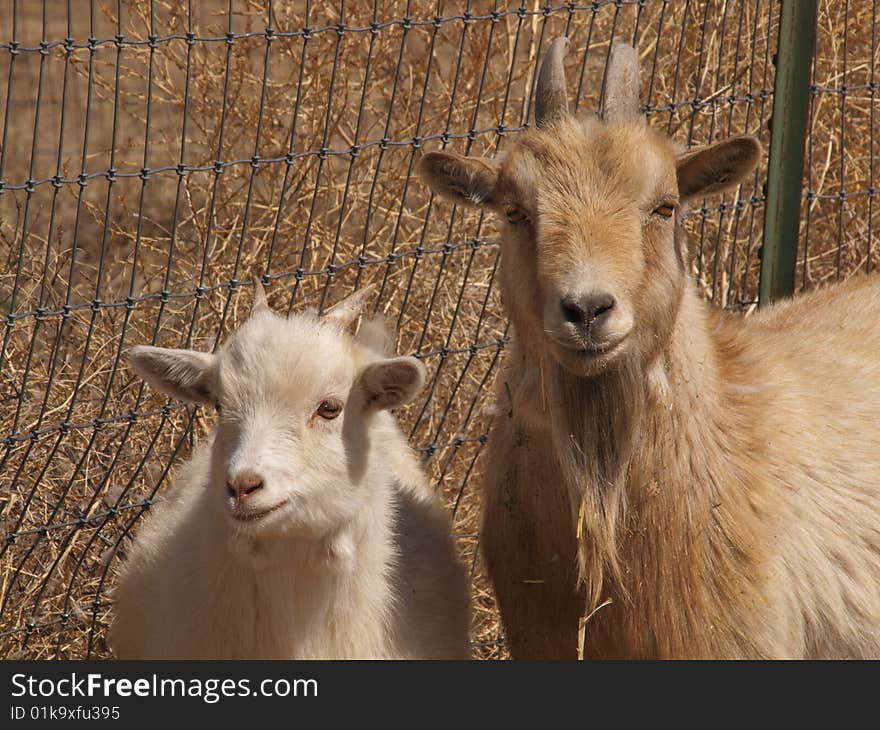 A color image of a brown goat and a white goat. A color image of a brown goat and a white goat.