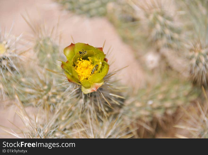 Close up image of cholla cactus flower in spring. Close up image of cholla cactus flower in spring