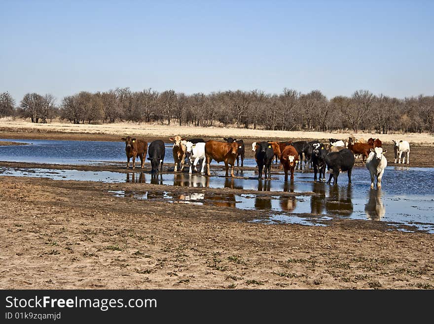 Small heard of cattle gathering at a prairie watering hole. Small heard of cattle gathering at a prairie watering hole