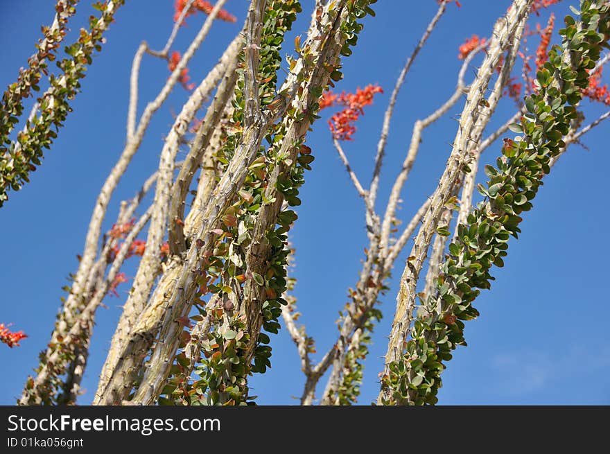 Red flowers of a ocotillo on a desert. Red flowers of a ocotillo on a desert