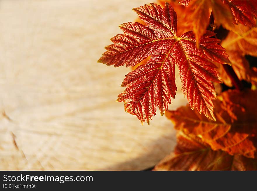 New leaves and tree sawn end