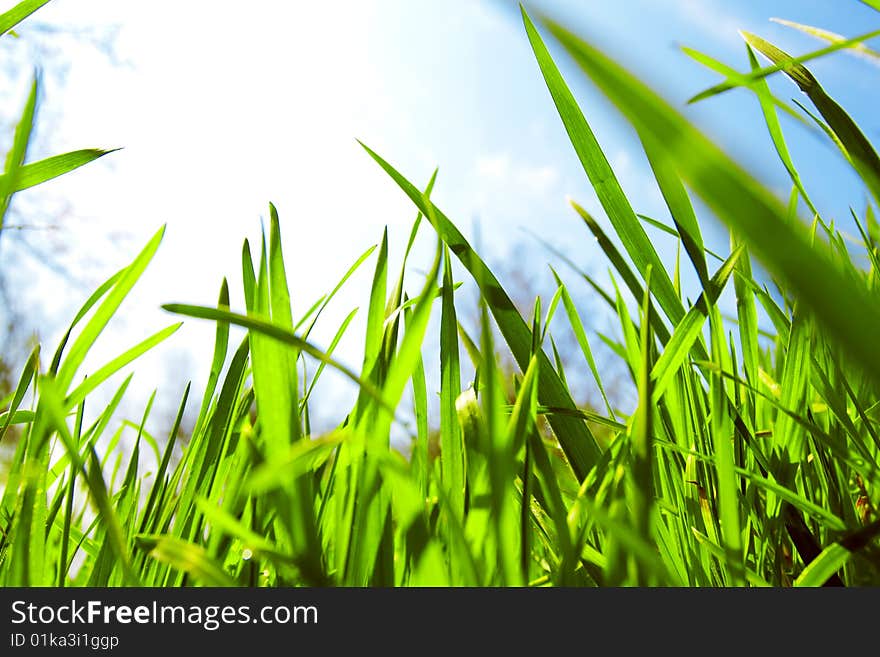 Fresh grass in spring and blue sky