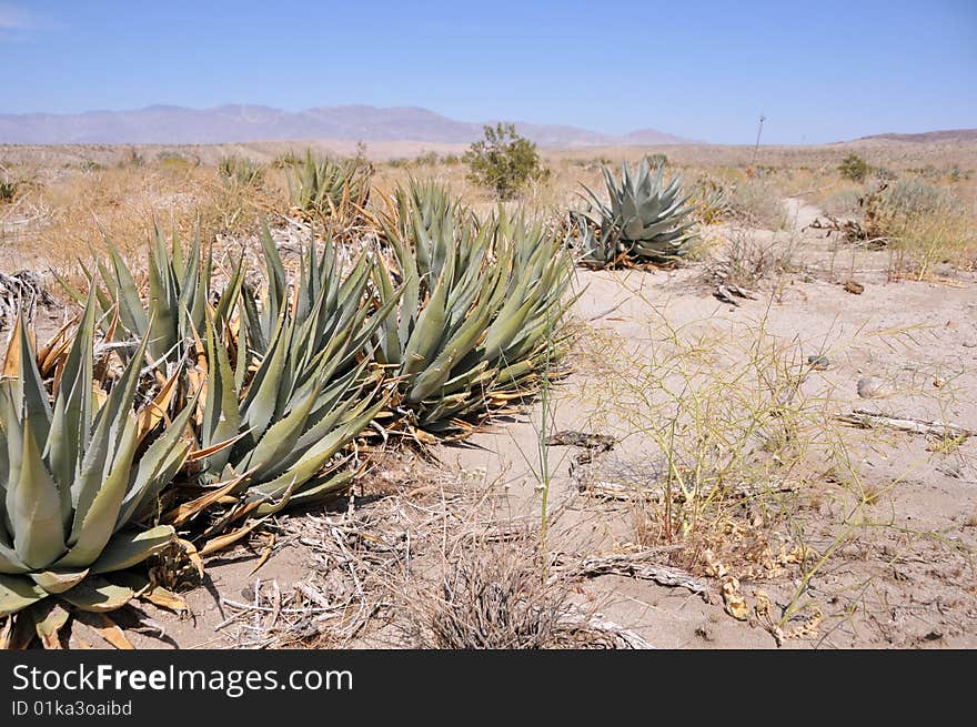 Agave on a sand of anza borrego desert in california. Agave on a sand of anza borrego desert in california