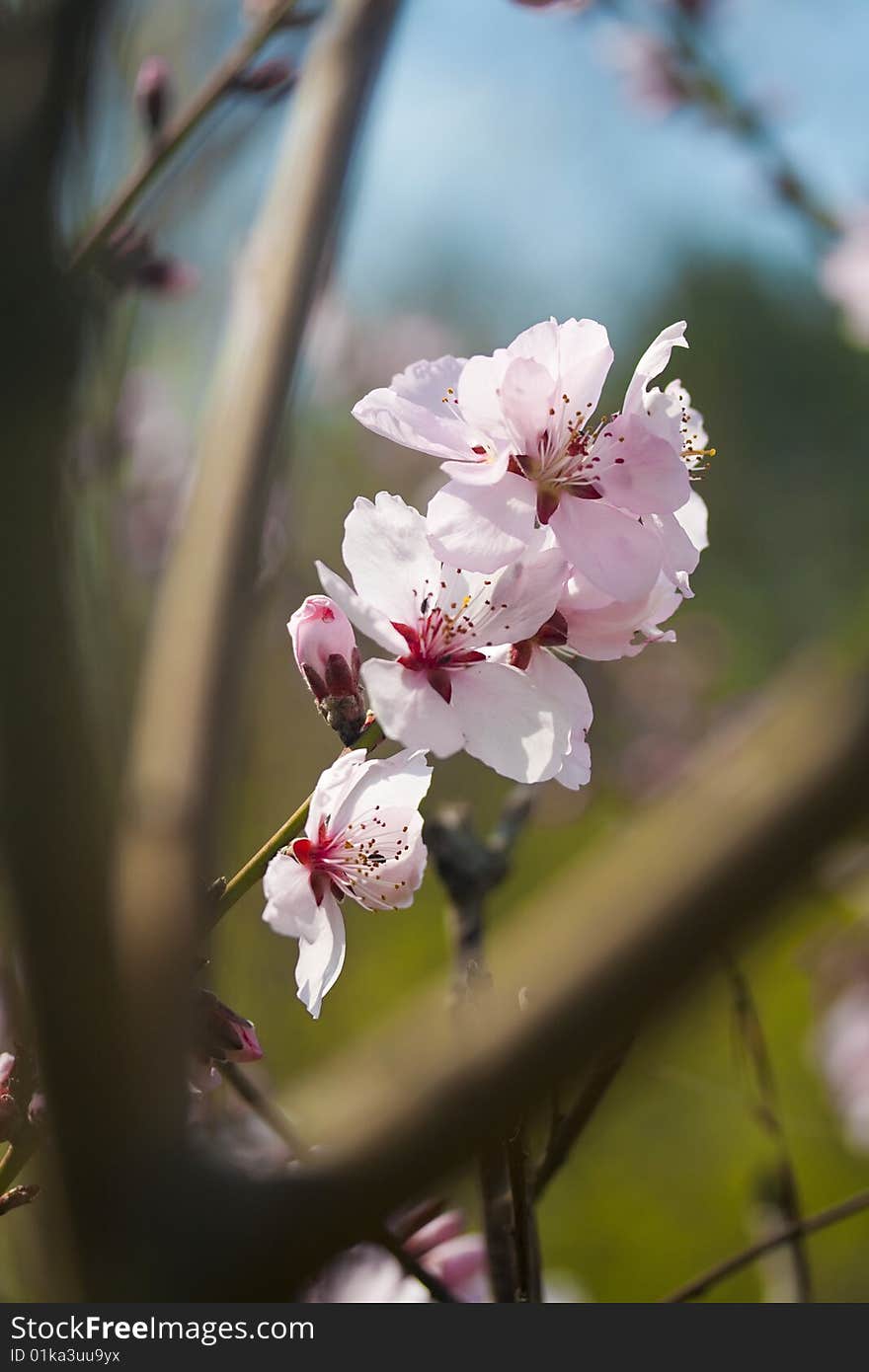 Spring Cherry Blossom