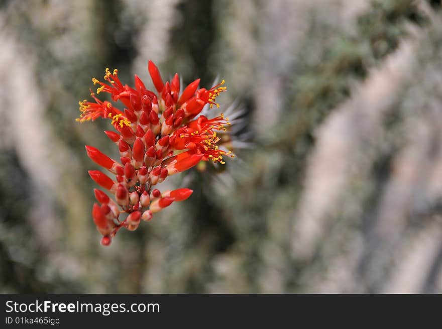 Ocotillo bloom