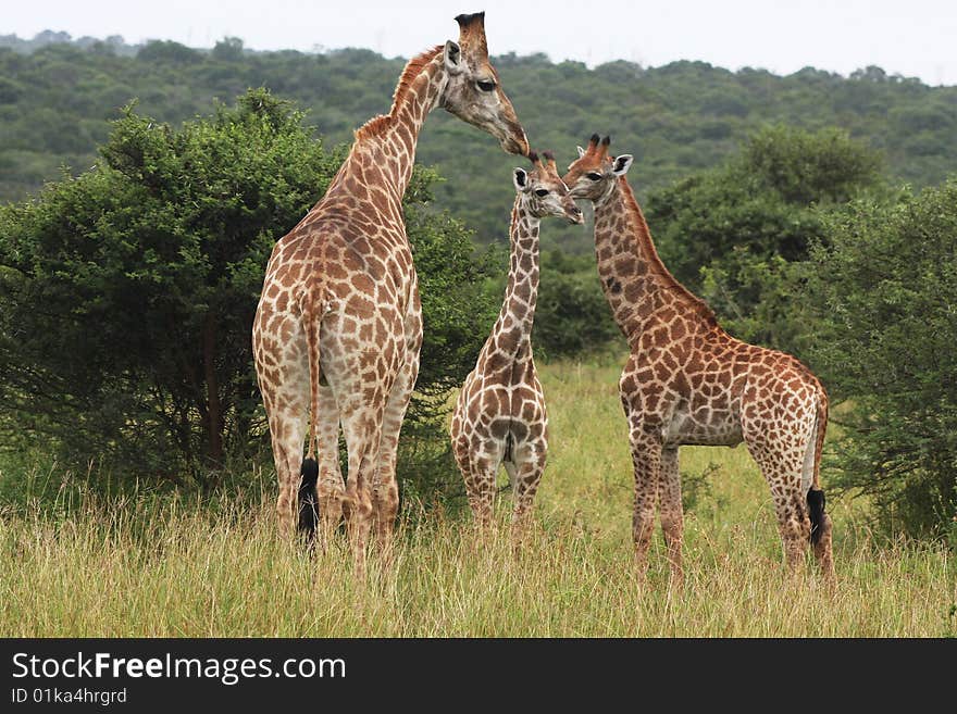 Herd of Giraffes standing in the bush with Savanna in background. Herd of Giraffes standing in the bush with Savanna in background.