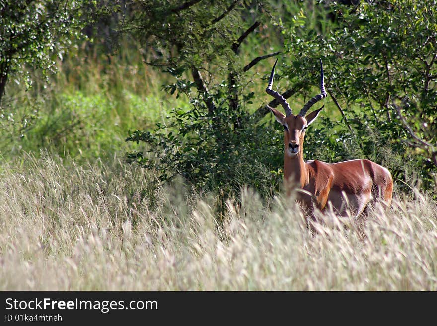 Impala