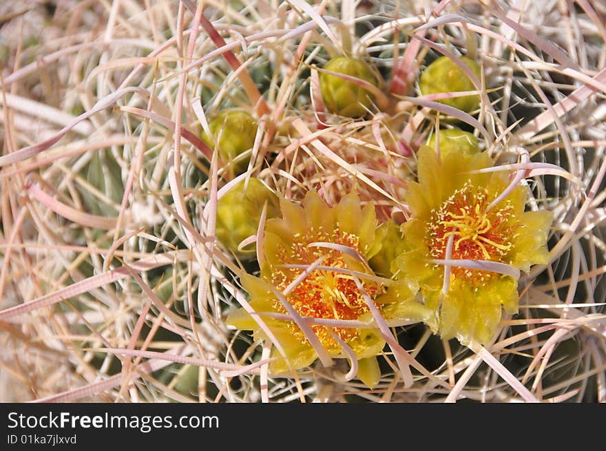 Yellow barrel cactus flowers on a desert