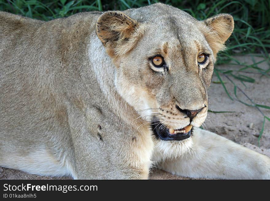 Lion Close Up