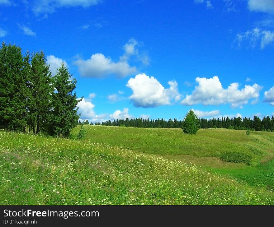 Green lush meadow and trees