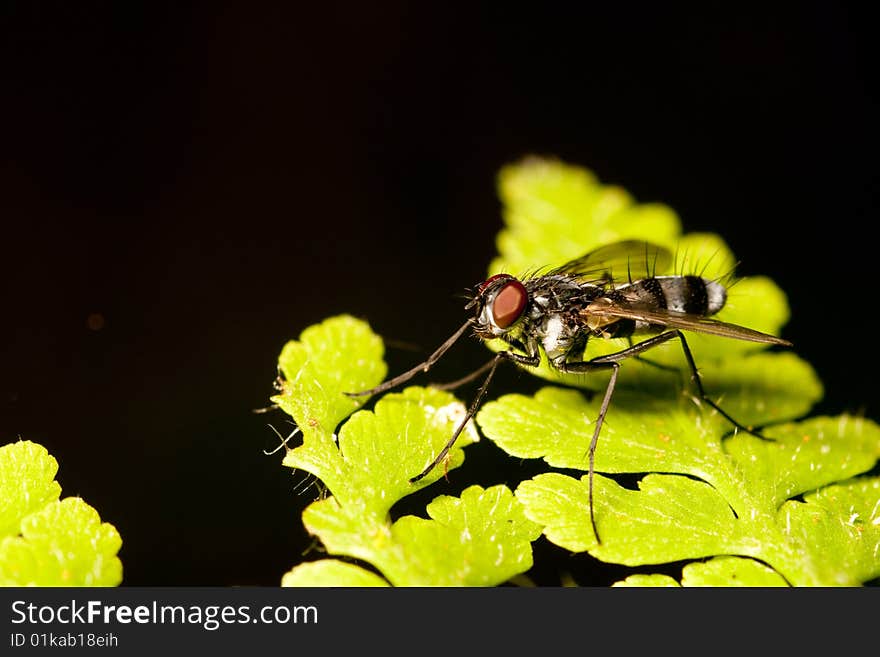 Housefly stand on green leaf