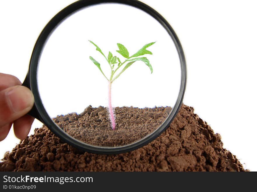 Seedling under the magnifying glass