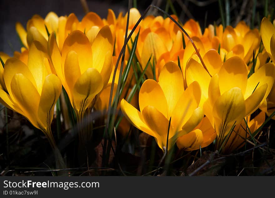 A bunch of yellow crocuses