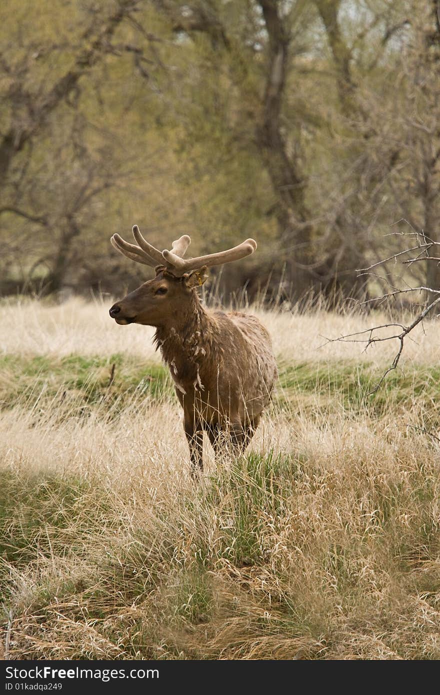 Bull Elk in Spring Velvet