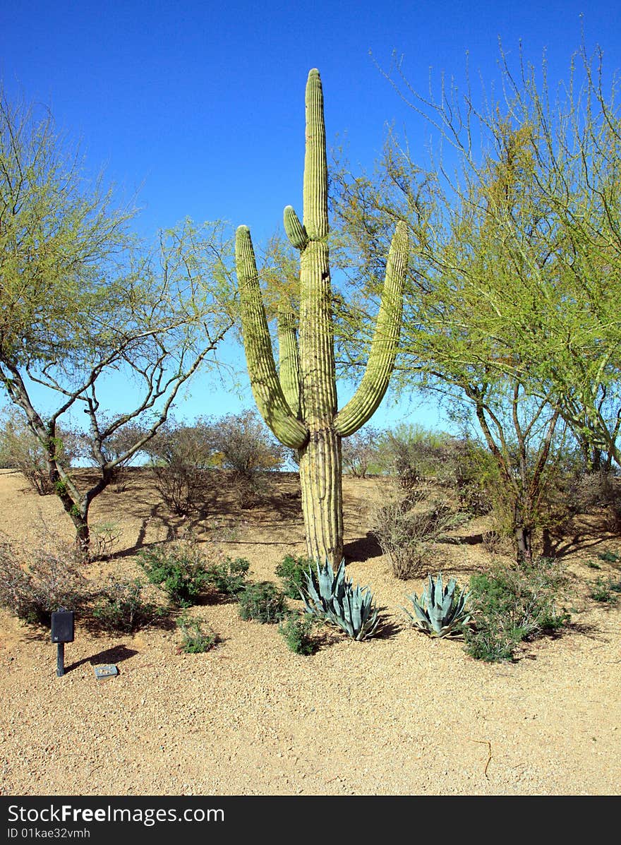 Saguaro Cactus in the Arizona desert, with a blue sky background; in vertical orientation