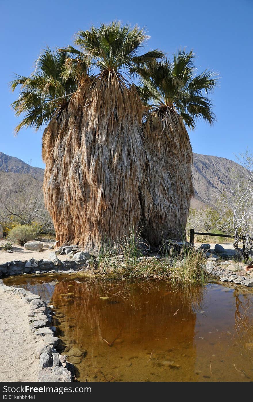 Palm trees reflecting in a pond on a desert