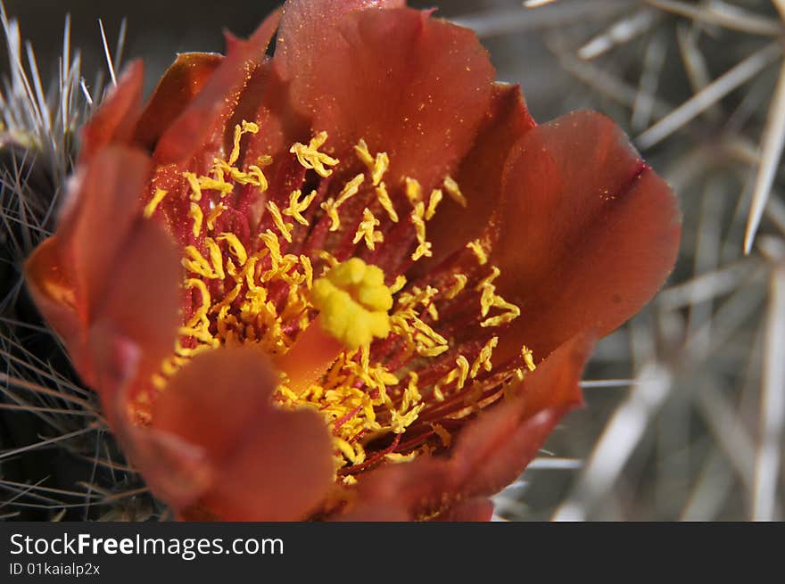 Cholla Cactus Bloom