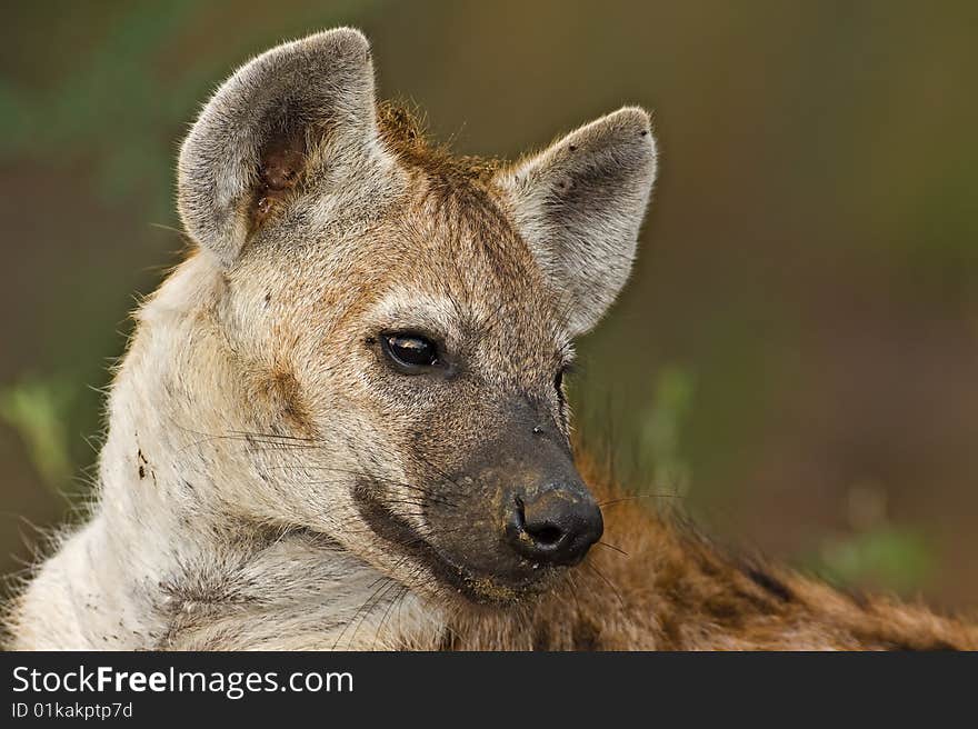 Hyaena