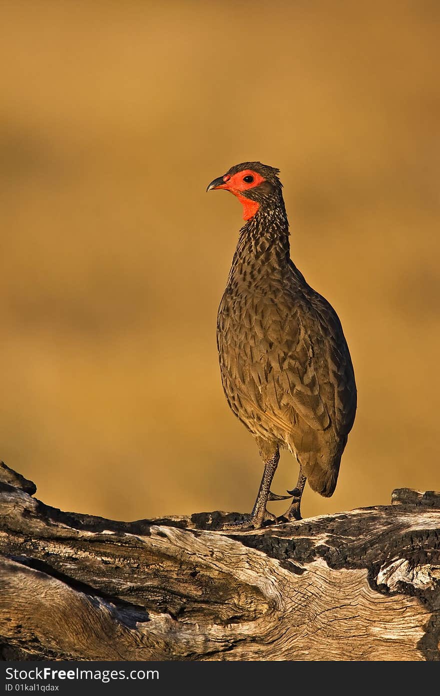 Swainsons francolin