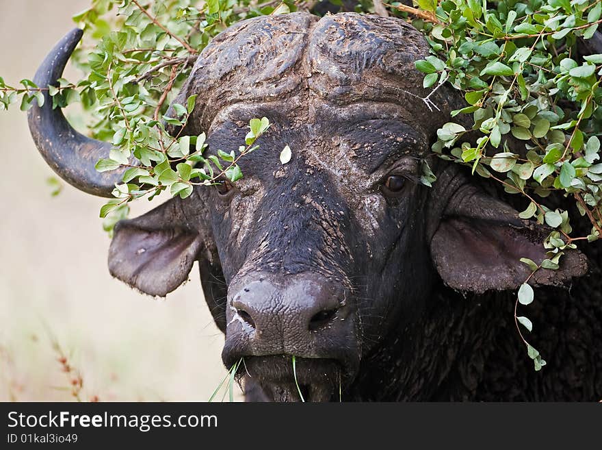 Close-up of buffalo hiding in bush; Syncerus caffer