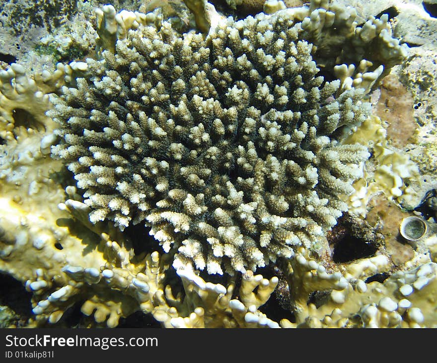 The top view on coral at red sea