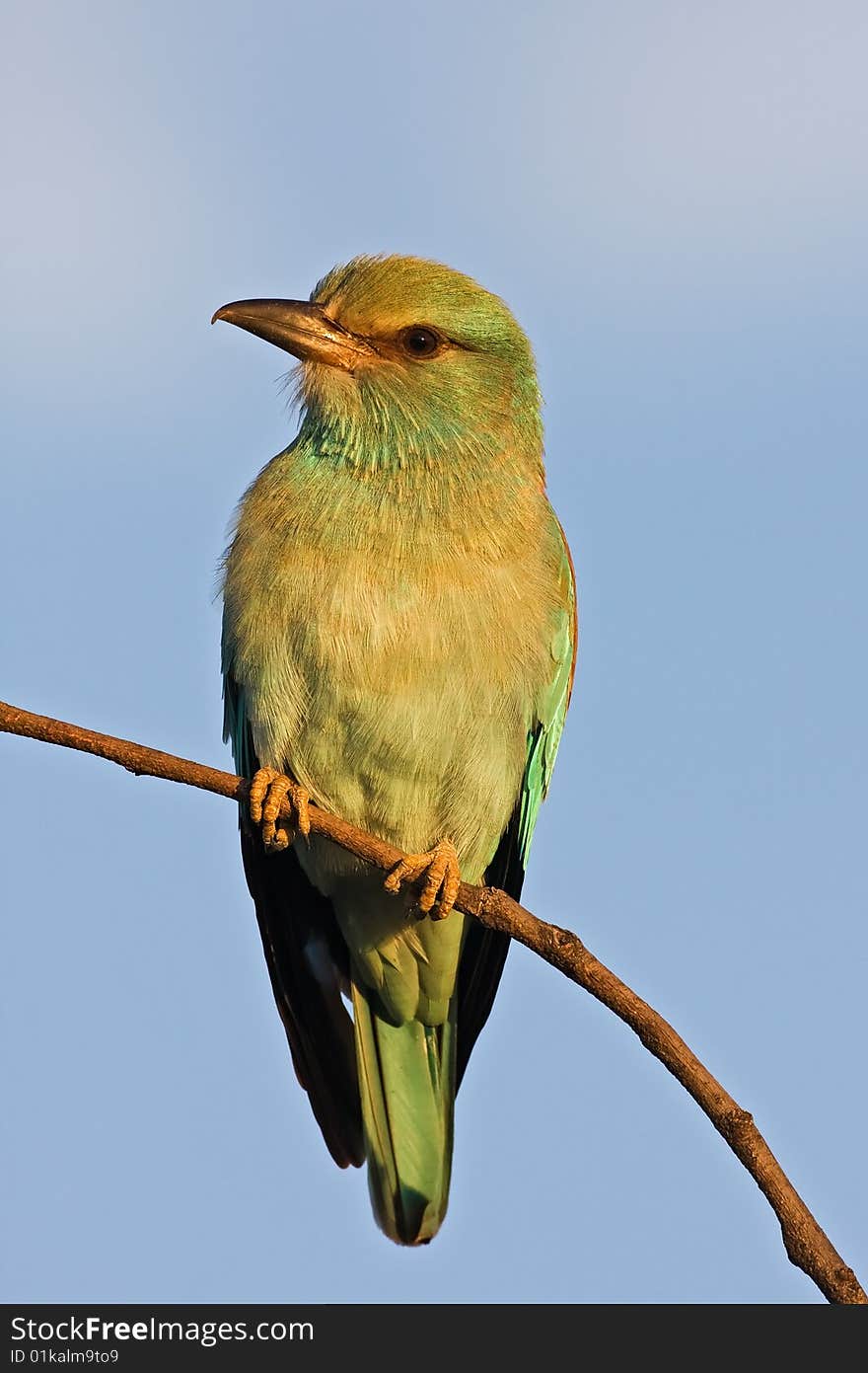 European roller perched on twig in early morning sunlight; Coracias Garrulus