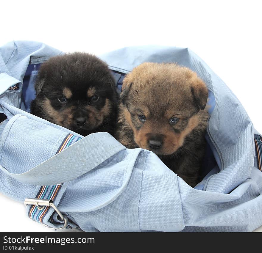 Two Puppies In The Bag