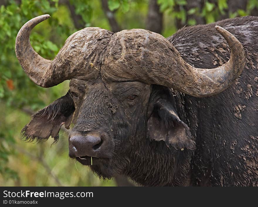 Close-up of male buffalo; Syncerus caffer