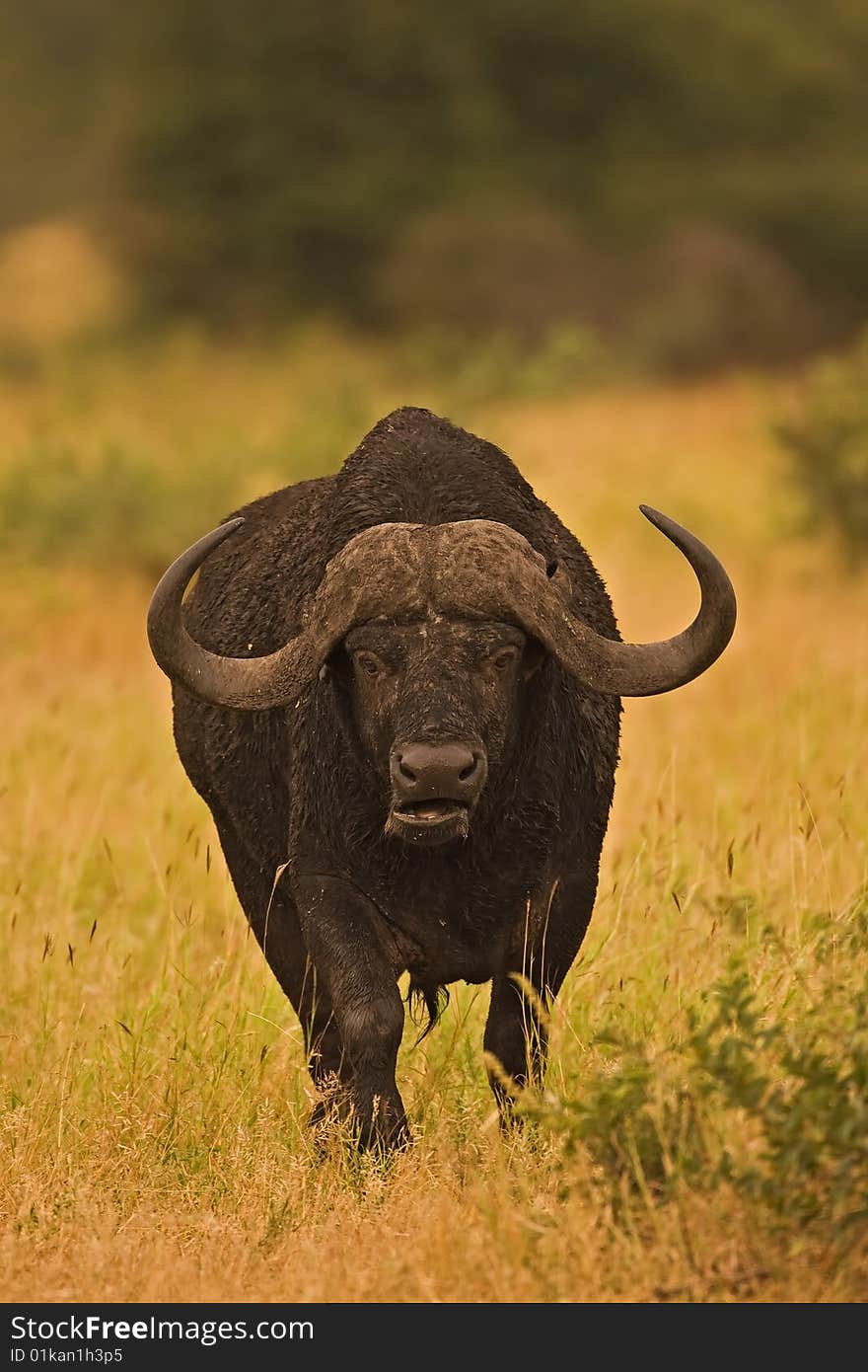 Buffalo standing in early morning sunlight; Syncerus caffer