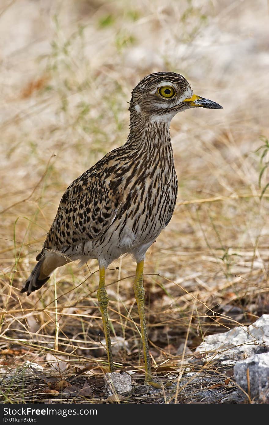 Water dikkop standing in shadow; Burhinus vermiculatus