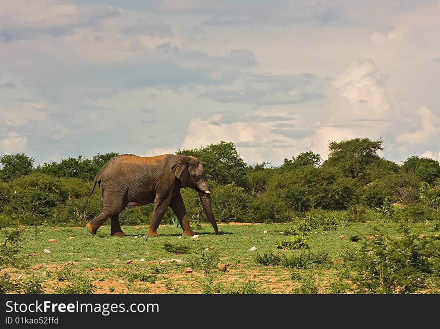 Large african elephant walking in grassfield; Loxodonta africana