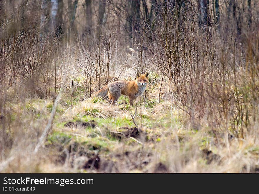 Fox in forest walking in beautifull sunny day