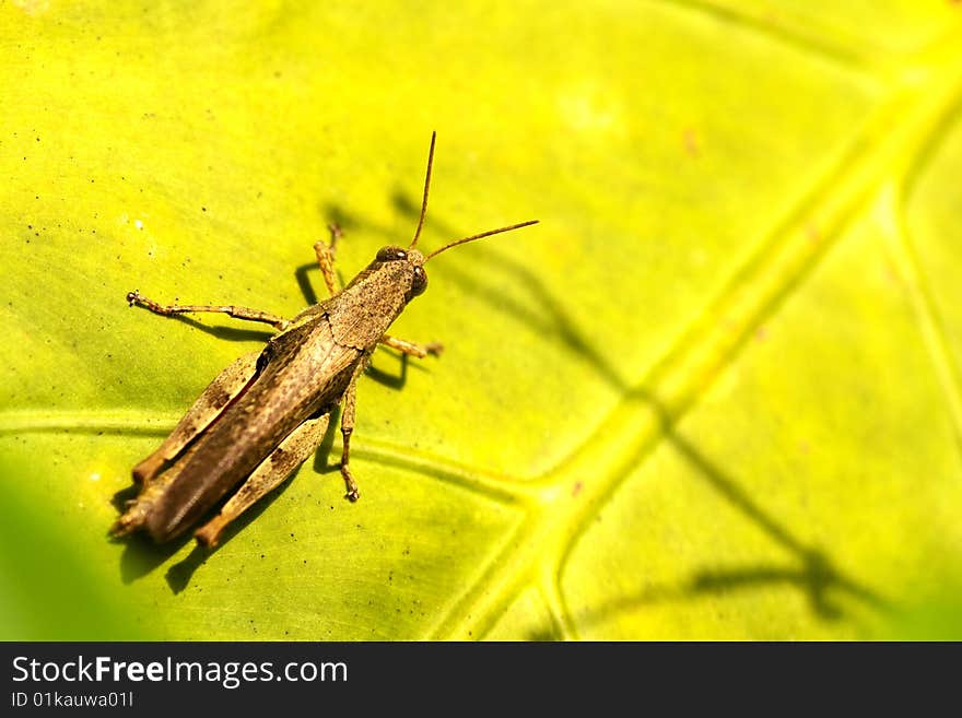 Yellow Style Grasshopper stand on leaf