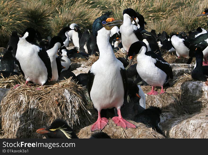 King cormorants colony