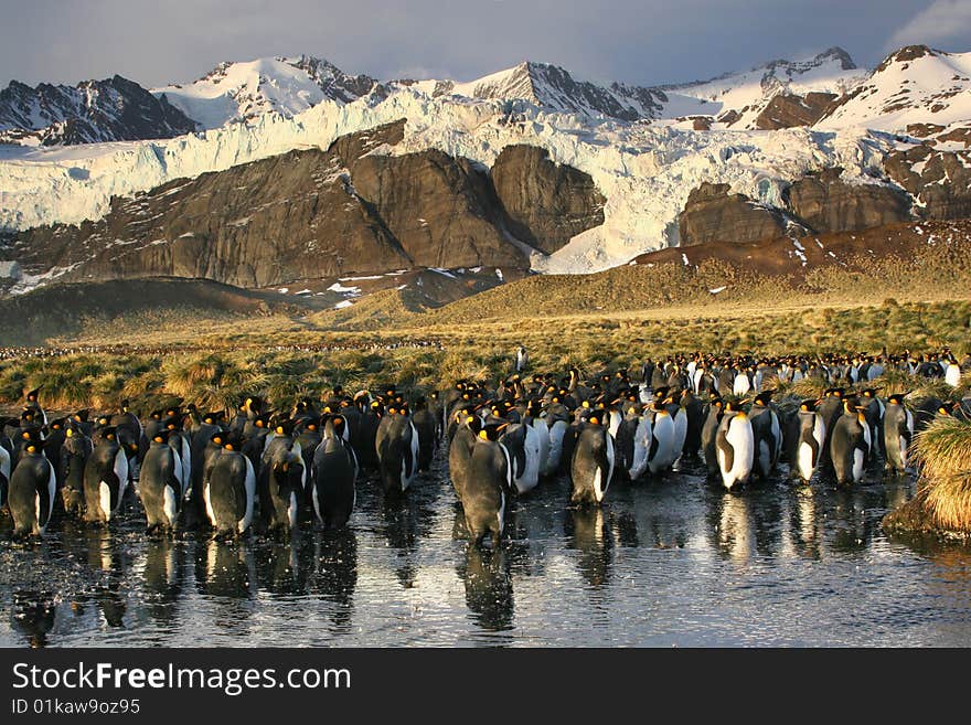 King penguins colony