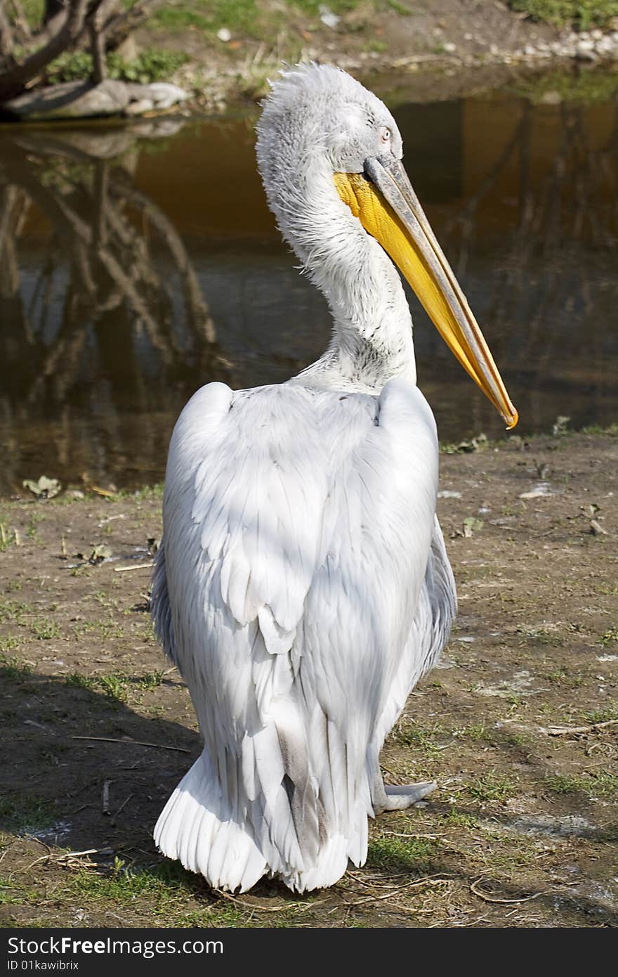 White pelican