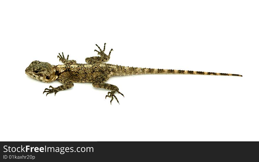 Agama isolated on white background