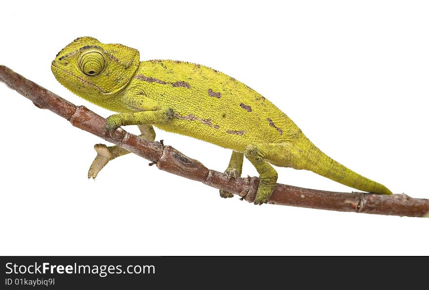 Chameleon Sitting On A Twig