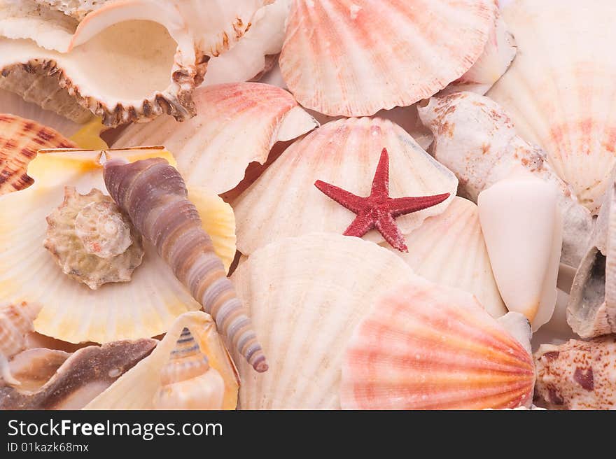 Seashells In Closeup