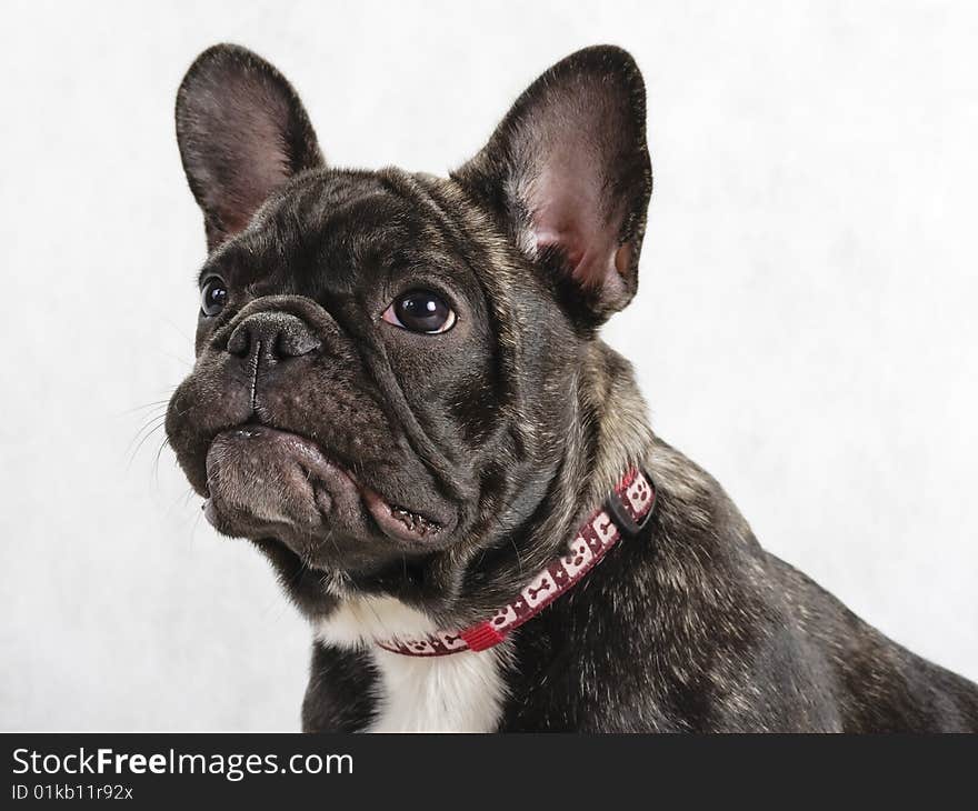 Young Female French Bulldog