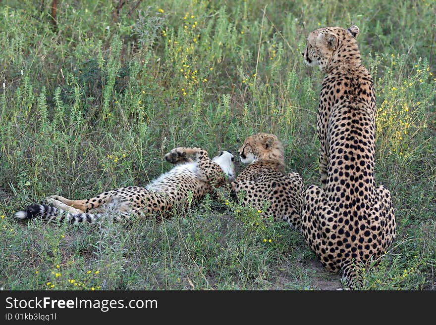 Cheetah with cubs rest in grassland. Cheetah with cubs rest in grassland.