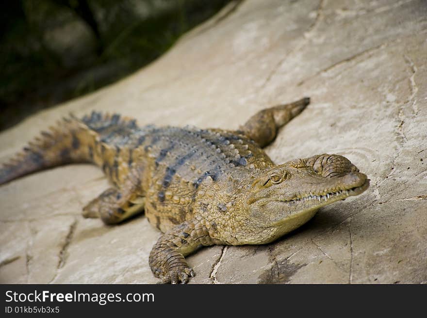 Australian alligator out of the water waiting. Australian alligator out of the water waiting