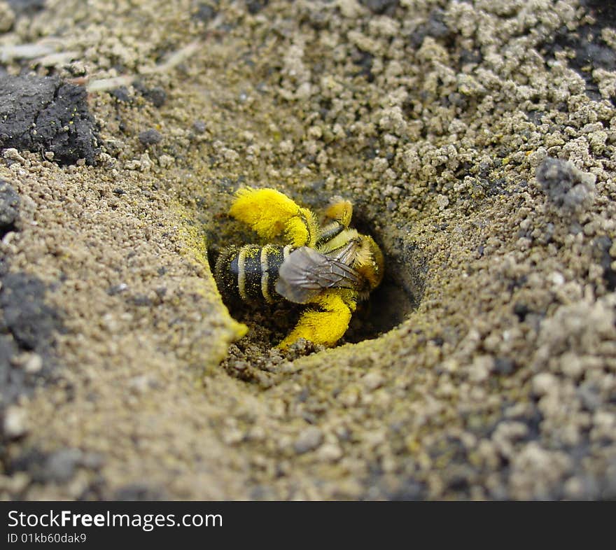 Bumblebee in his hole enter macro