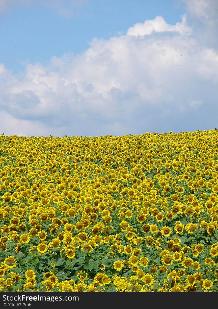 Sunflower field