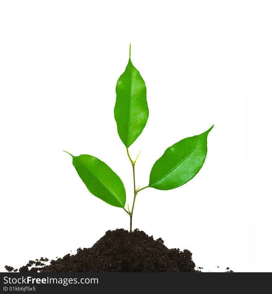 Nature theme: an image of a fragile green plant in the ground