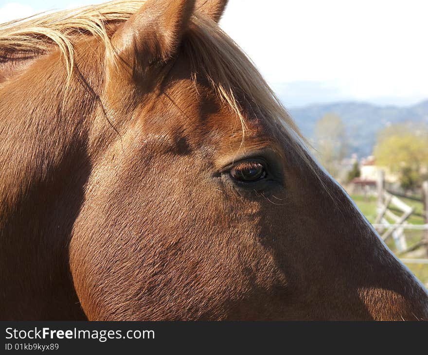 A horse in a farm in italy